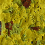 Plants: image 1 0f 4 thumb