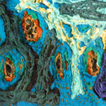 Plants: image 2 0f 4 thumb