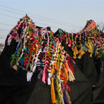 Plants: image 3 0f 4 thumb